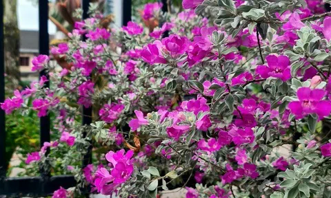 Loài cây lá bạc, hoa tím đẹp chẳng kém hoa giấy, quanh năm nở rộ, lên chậu làm bonsai tiền triệu, người lười cũng trồng được