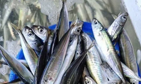 Loại cá tốt trên thế giới, ở Việt Nam vào mùa thịt thơm ngọt giá chỉ từ 90.000 đ/kg, giàu omega-3 hơn cá hồi
