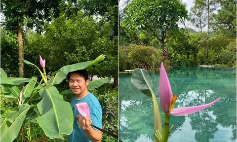 Vợ Trọng Tấn khoe ảnh chồng bên hoa chuối có màu như cánh sen: "Hoa chuối nhà ai sao lạ thế"