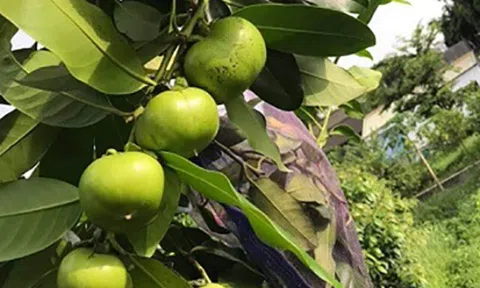 Loại quả xưa không ai biết đến nay thành đặc sản giá 150.000 đ/kg, trồng một lần thu hoạch nhiều năm, tốt cho sức khỏe