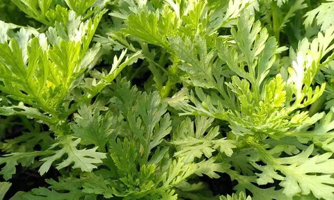 Cây dại mọc bờ rào thành đặc sản nổi tiếng giá 55.000 đồng/kg, trồng 30 ngày cho thu hoạch, tốt cho sức khỏe