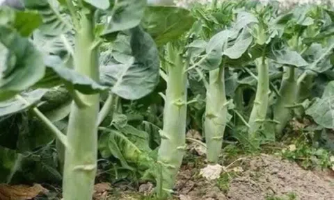 Loại rau tốt trên thế giới, Việt Nam trồng bạt ngàn chỉ 35 ngày cho thu hoạch bán giá rẻ bèo, tốt cho sức khoẻ