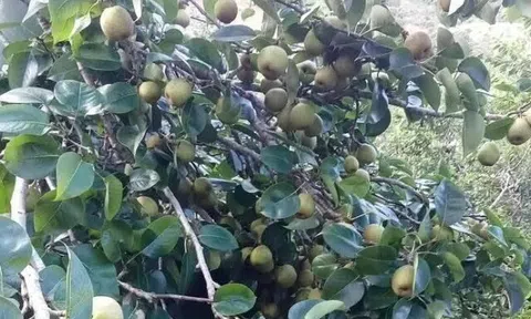 Loại quả tốt trên thế giới, Việt Nam trồng bạt ngàn thu hoạch nhiều năm bán giá rẻ, tốt cho sức khỏe