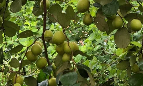 Loại quả tốt trên thế giới có ở Cần Thơ, trồng một lần thu hoạch nhiều năm, thành đặc sản tốt cho sức khỏe