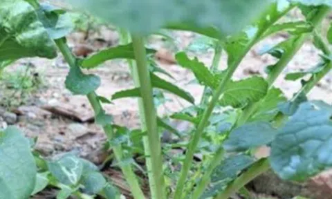 Loại rau tốt trên thế giới, Việt Nam trồng bạt ngàn chỉ 30 ngày cho thu hoạch bán giá rẻ bèo, tốt cho sức khoẻ