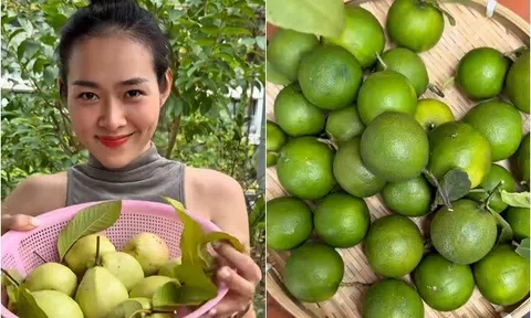 Người đẹp Diệp Bảo Ngọc thu hoạch trên khu vườn ban công rậm rạp, ví con đường đi hái quả "chông gai như đường tình"
