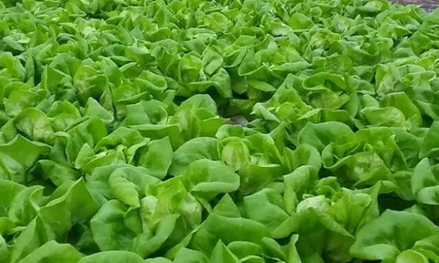 Loại rau tốt trên thế giới được trồng bạt ngàn ở Việt Nam, chỉ 30 ngày cho thu hoạch bán chỉ 20.000 đ/kg, tốt cho sức khỏe