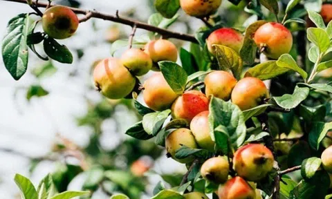 Loại quả đặc sản nhìn thì thèm nhưng khó nuốt, biết cách sử dụng vừa giúp giảm cân lại đánh tan mỡ máu