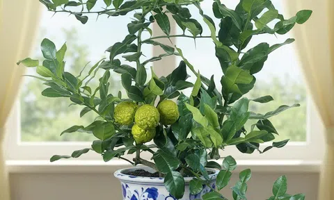 Loại lá được ví như “kim cương”, giá 2,8 triệu đồng/kg, trồng chậu vừa làm cảnh vừa có lá, quả dùng quanh năm