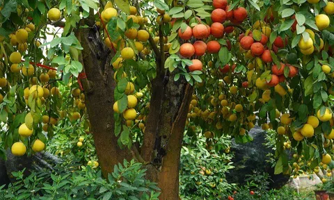 Loại quả tốt trên thế giới, Việt Nam trồng bạt ngàn thu hoạch nhiều năm bán 25.000 đ/kg, tốt cho sức khỏe