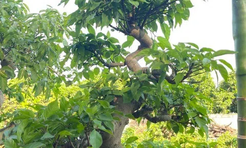 Loại lá vừa làm rau làm thuốc, giá 220.000 đồng/kg, vào chậu làm bonsai giá tiền triệu, trồng một chậu nhà không giàu cũng quý