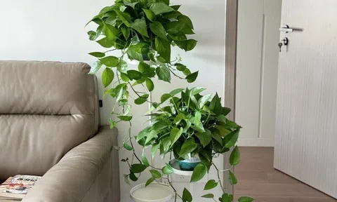 Trầu bà có một “công tắc nhỏ”, bật đúng cách cây lớn vù vù, cành vươn dài 2m, lá xanh mướt như bôi mỡ