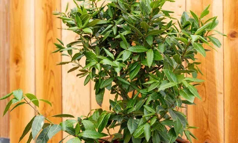 Loại lá thơm "3 trong 1" được ví như “kim cương”, giá 2 triệu đồng/kg, vào chậu làm bonsai trồng càng lâu càng có giá