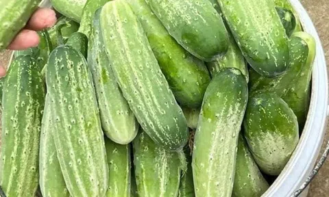 Mua dưa chuột, chọn quả đầu to hay nhỏ hơn thân thì ngon, người nông dân nói sự thật không ai ngờ