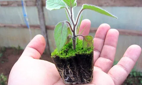 Rau xưa mọc đầy bờ ruộng bất ngờ “lên đời” thành đặc sản 55.000 đồng/kg, quả giá cao gấp 7 lần