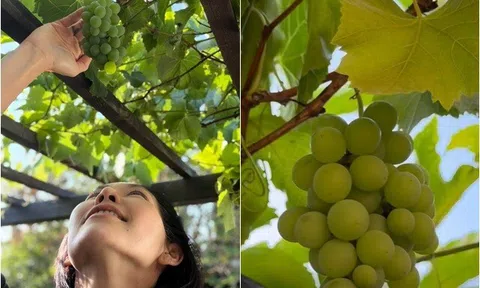 Kim Hiền vui mừng khi giàn nho lần đầu tiên cho trái sau 3 năm, thổ lộ một điều làm ai cũng gật gù