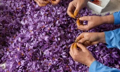 Thứ đặc sản đắt đỏ trên thế giới giá tới 450 triệu đồng/kg, Việt Nam trồng thành công, tốt cho sức khỏe