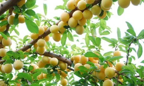 Loại quả tốt trên thế giới, Việt Nam trồng bạt ngàn thành đặc sản chỉ từ 25.000 đồng/kg, tốt cho sức khỏe