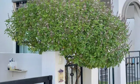 Loại lá vừa ăn vừa làm thuốc, giá 110.000 đồng/kg, trồng một cây làm bonsai trước cổng thơm khắp xóm