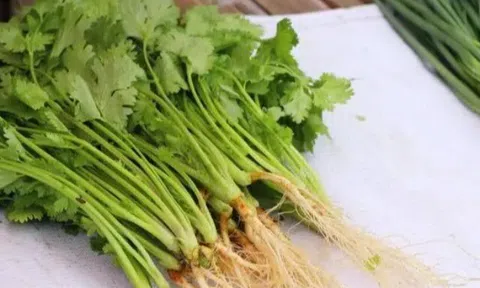 Rau mùi mua về cho ngay vào tủ lạnh là sai lầm, làm thế này, rau để được lâu chẳng lo héo úa
