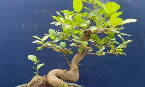Loại lá vừa ăn vừa làm thuốc được, giá 200.000 đồng/kg, vào chậu làm bonsai giá tiền triệu, quả ăn lại càng ngon