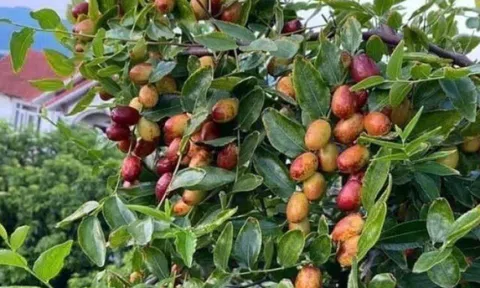 Loại quả tốt trên thế giới, Việt Nam trồng khắp nơi thành đặc sản nổi tiếng chỉ từ 20.000 đồng/kg, tốt cho sức khỏe