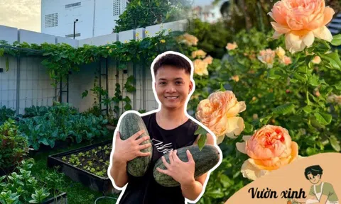 Bố đảm chi 2 tỷ làm vườn, sân thượng 80m2 rau trái quanh năm, vườn hồng dưới đất ngập sắc hương