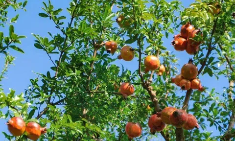 Loại quả tốt trên thế giới, Việt Nam trồng khắp nơi thành đặc sản nổi tiếng chỉ từ 30.000 đ/kg, tốt cho sức khỏe