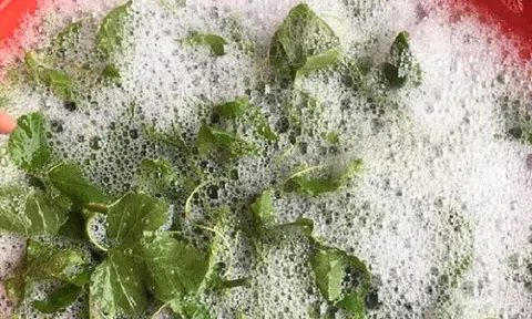 Loại lá càng rửa càng nổi bọt như xà phòng, giá 150.000 đồng/kg, ăn được liền “thành tiên” còn cực dễ trồng