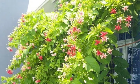 Loài hoa được ví như “nước hoa tự nhiên”, thơm nức khi trời tối, vừa làm thơm nhà vừa xua côn trùng