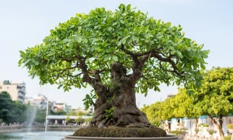 Loại lá vừa làm rau vừa làm thuốc, giá 100.000 đồng/kg, vào chậu làm bonsai giá tiền triệu giúp hút lộc, càng trồng lâu càng có giá