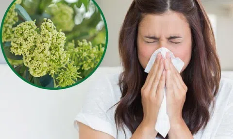 Mùi hoa sữa đậm đặc khắp các tuyến phố Hà Nội có gây ảnh hưởng đến sức khỏe?