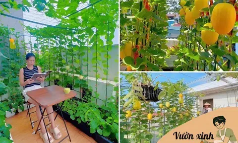 Mẹ đảm Hải Phòng chi 40 triệu làm vườn rau 32m2 trên tầng 6: Rau xanh ăn quanh năm ăn không hết, dưa treo lúc lỉu đã mắt