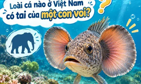 Loài cá nào ở Việt Nam có tai của một con voi?