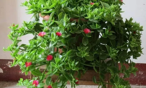 5 cây cảnh "đa năng" vừa đẹp nhà vừa ăn được lại hút tài lộc, loại thứ 3 quả giá 500.000 đồng/kg nhưng trồng cực dễ