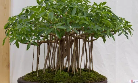 Loại lá vừa làm rau vừa làm thuốc, vào chậu làm bonsai giá tiền triệu, càng trồng lâu càng có giá, càng hút lộc mạnh