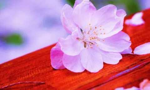 Dù ngại đến mấy, 3 kiểu tặng quà này chớ dại gửi đi
