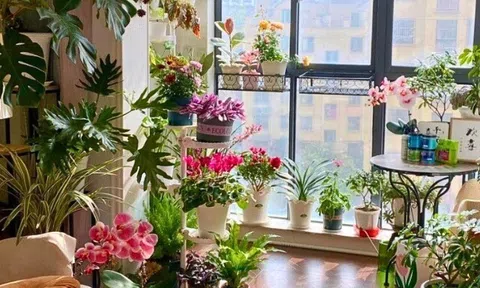 5 cây cảnh hiếm khi ra hoa, một khi bung nở liền được ví như “thần tài gõ cửa”