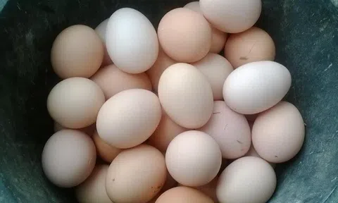 Mua trứng gà chỉ nên chọn quả nhỏ là đúng hay sai? Anh nông dân lỡ miệng nói, sau đừng mua bừa
