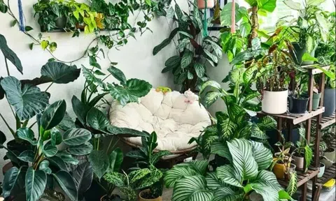 6 loại cây “nghe tên đã thấy tiền”, nhiều người muốn trồng trong nhà để hút tài lộc