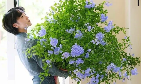 8 loại hoa "nghiện nở" bất chấp thời tiết, trồng một chậu ở ban công vừa đẹp vừa hút lộc, loại thứ 8 uốn bonsai giá tiền triệu