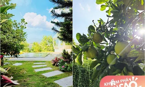 Cảnh hoa trái chen nhau ai nhìn cũng thích tại villa 600m2 của vợ chồng nam diễn viên nổi tiếng VTV ở Phú Thọ