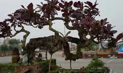 Loại lá tưởng bỏ đi không ngờ là “kho thuốc quý”, 80.000 đồng/kg, vào chậu làm bonsai giá tiền triệu, càng trồng lâu càng có giá