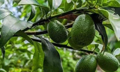 Loại quả tốt trên thế giới, Việt Nam trồng bạt ngàn thành đặc sản nổi tiếng giá chỉ từ 20.000 đ/kg, tốt cho sức khỏe