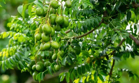 Loại lá vừa ăn vừa làm thuốc giá 100.000 đồng/kg, quả ăn càng ngon hơn, trồng trong chậu làm bonsai giúp hút lộc cực mạnh