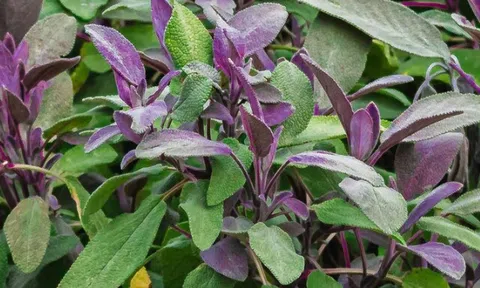 Loại lá “3 trong 1” giá 300 nghìn đồng/kg, trồng một chậu trong nhà vừa ăn vừa làm thuốc lại làm cảnh được