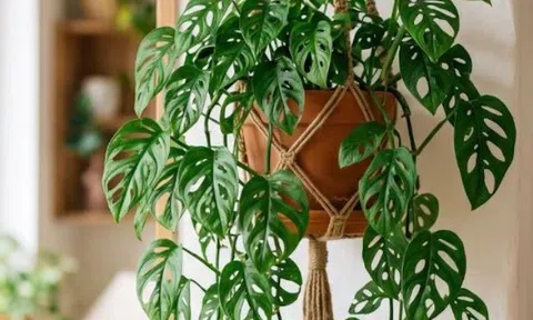 5 loại hoa "thác đổ" treo ban công đẹp mê mẩn, dễ trồng dễ chăm, người vụng mấy cũng trồng được
