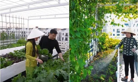 Á hậu là "phú bà Hà thành" có khu vườn sân thượng xanh mướt, nhận xét rau nhà trồng ngọt và thơm hơn đi mua