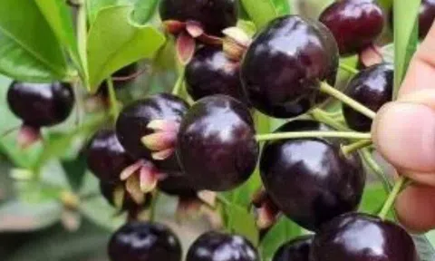 Loại quả tốt trên thế giới được trồng thành công ở Việt Nam, là đặc sản nổi tiếng giá từ 100.000 đ/kg, tốt cho sức khỏe