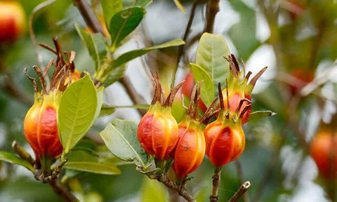 Loại quả vừa ăn vừa làm thuốc, giá 310.000 đồng/kg, hoa thơm hơn nước hoa, vào chậu làm bonsai giá tiền triệu
